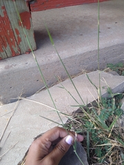 Sporobolus cryptandrus