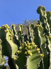 Euphorbia candelabrum