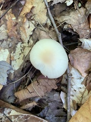 Cuphophyllus virgineus