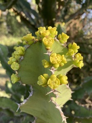 Euphorbia candelabrum