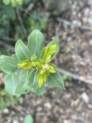 Cryptocarya alba