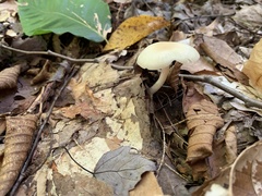 Cuphophyllus virgineus