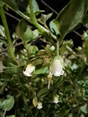 Salpichroa origanifolia