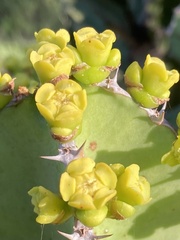 Euphorbia candelabrum