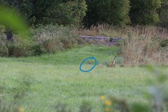 Tympanuchus phasianellus