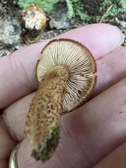 Flammulaster erinaceellus