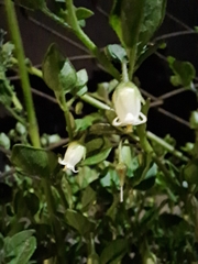 Salpichroa origanifolia