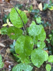 Amelanchier arborea