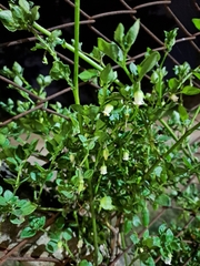 Salpichroa origanifolia