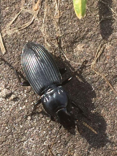 Rain Beetle, Deurze, photo 5 of 10