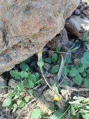 Reichardia picroides