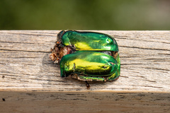 Protaetia speciosissima
