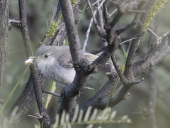 Polioptila melanura