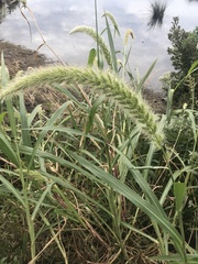 Setaria magna
