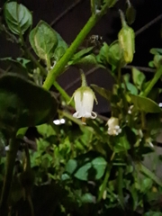 Salpichroa origanifolia