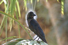 Corvus splendens