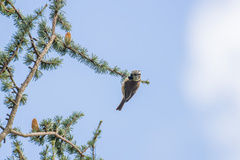 Lophophanes cristatus