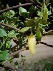 Salpichroa origanifolia