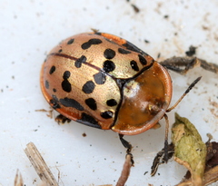 Conchyloctenia punctata