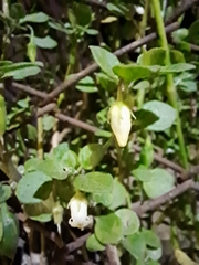 Salpichroa origanifolia