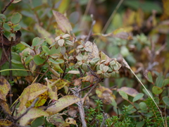 Rhododendron lapponicum