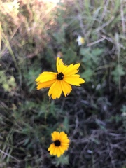 Coreopsis linifolia