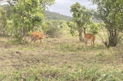 Tragelaphus sylvaticus