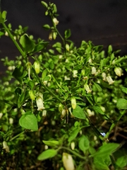 Salpichroa origanifolia