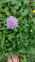 Knautia arvensis