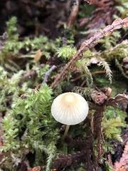 Mycena epipterygia