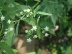 Parthenium