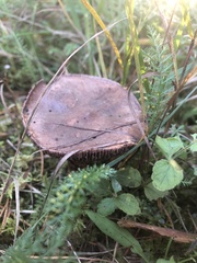 Chroogomphus rutilus