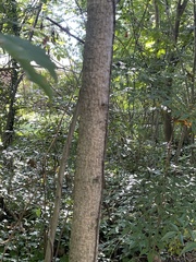 Vernicia fordii