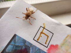 Stictopleurus abutilon