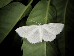 Scopula floslactata