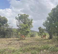 Tragelaphus sylvaticus