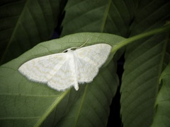 Scopula floslactata