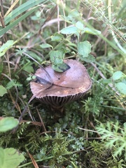 Chroogomphus rutilus