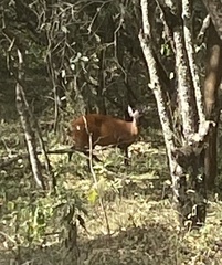 Cephalophorus harveyi