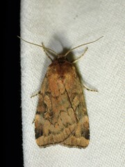 Cryptocala acadiensis