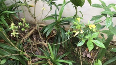 Strobilanthes crispa