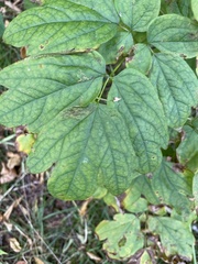 Caulophyllum thalictroides