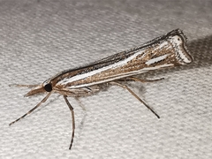 Ancylolomia