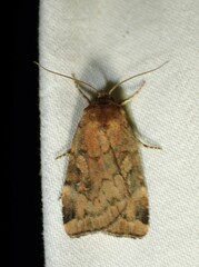 Cryptocala acadiensis