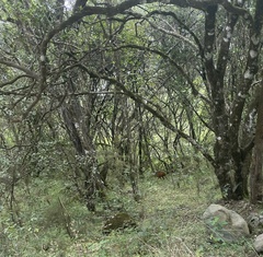 Cephalophorus harveyi