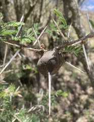 Vachellia drepanolobium