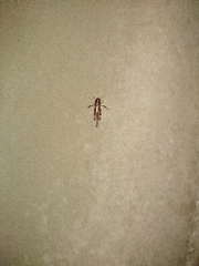 Tridactylidae