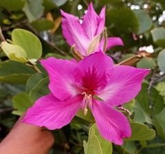 Bauhinia monandra
