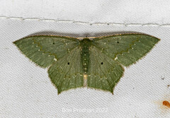 Chloropteryx