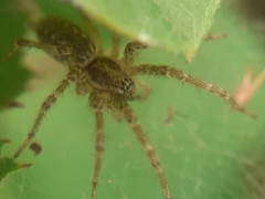 Allagelena gracilens